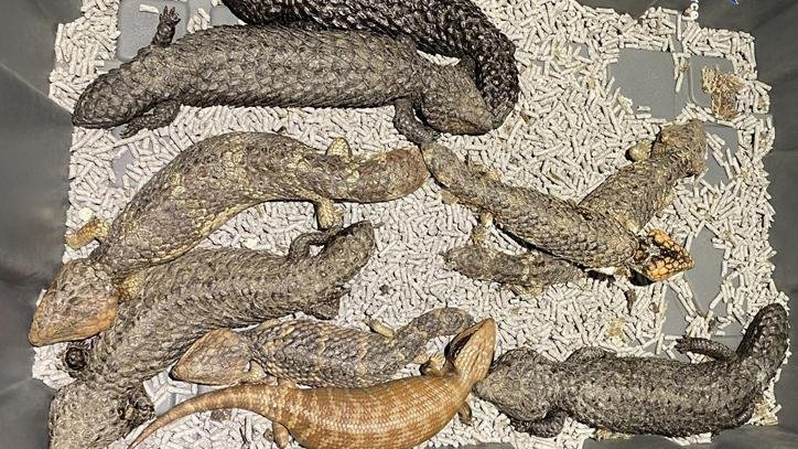 Australian Police Catch Suspects Of Smuggling Lizards Worth A Million Dollars