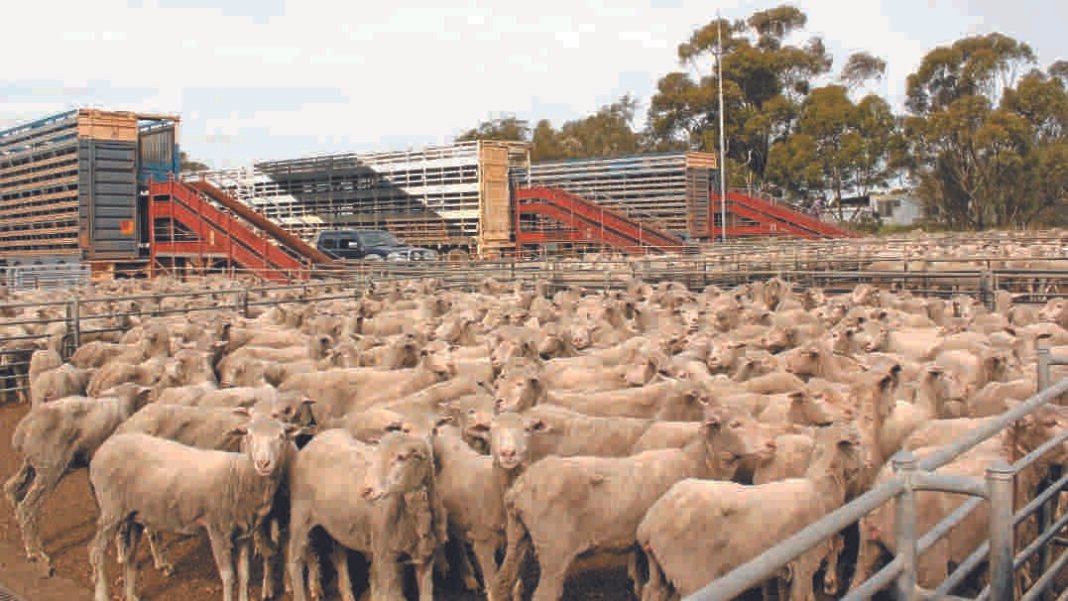 First Australian Sheep Shipment in 12 Years Docks in Saudi Arabia
