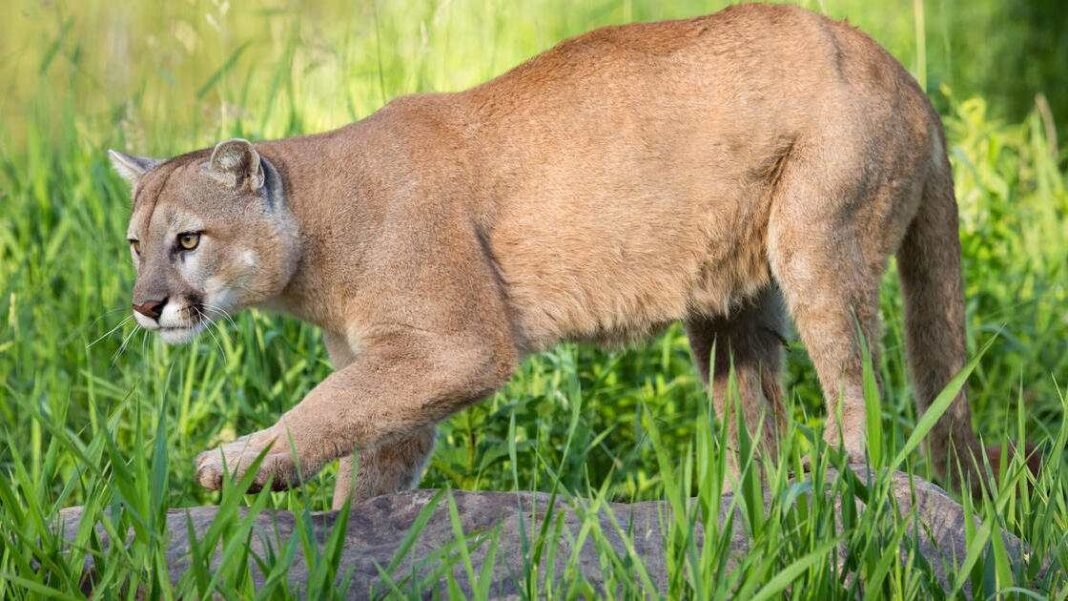 Man Killed by Mountain Lion Attack In Northern California