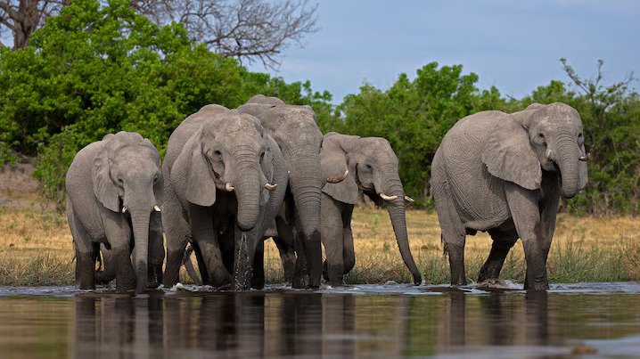 Botswana's Warning To Send 20,000 Elephants To Germany