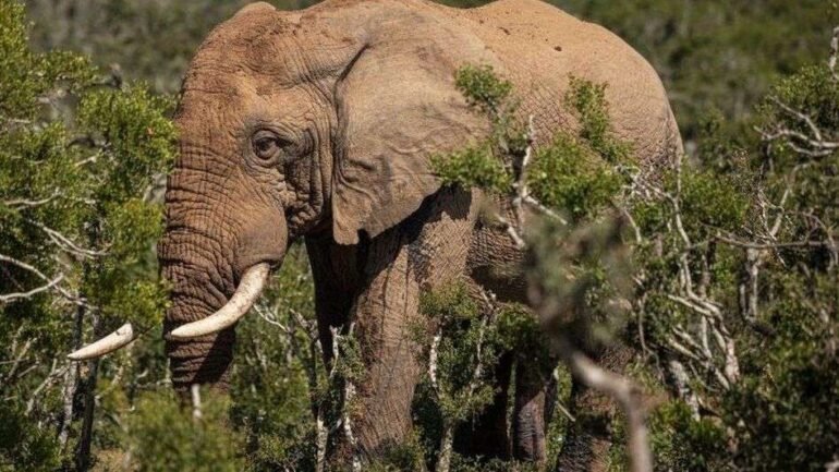 Elephant Kills An American Tourist In Zambia